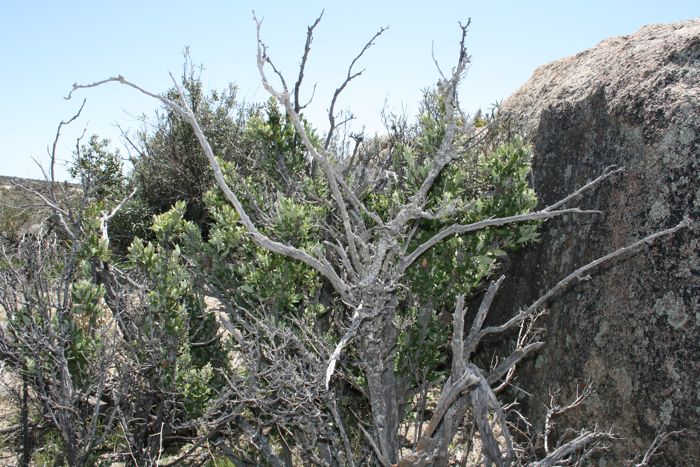Garrya veatchii (Canyon silktassel), native California shrub / tree