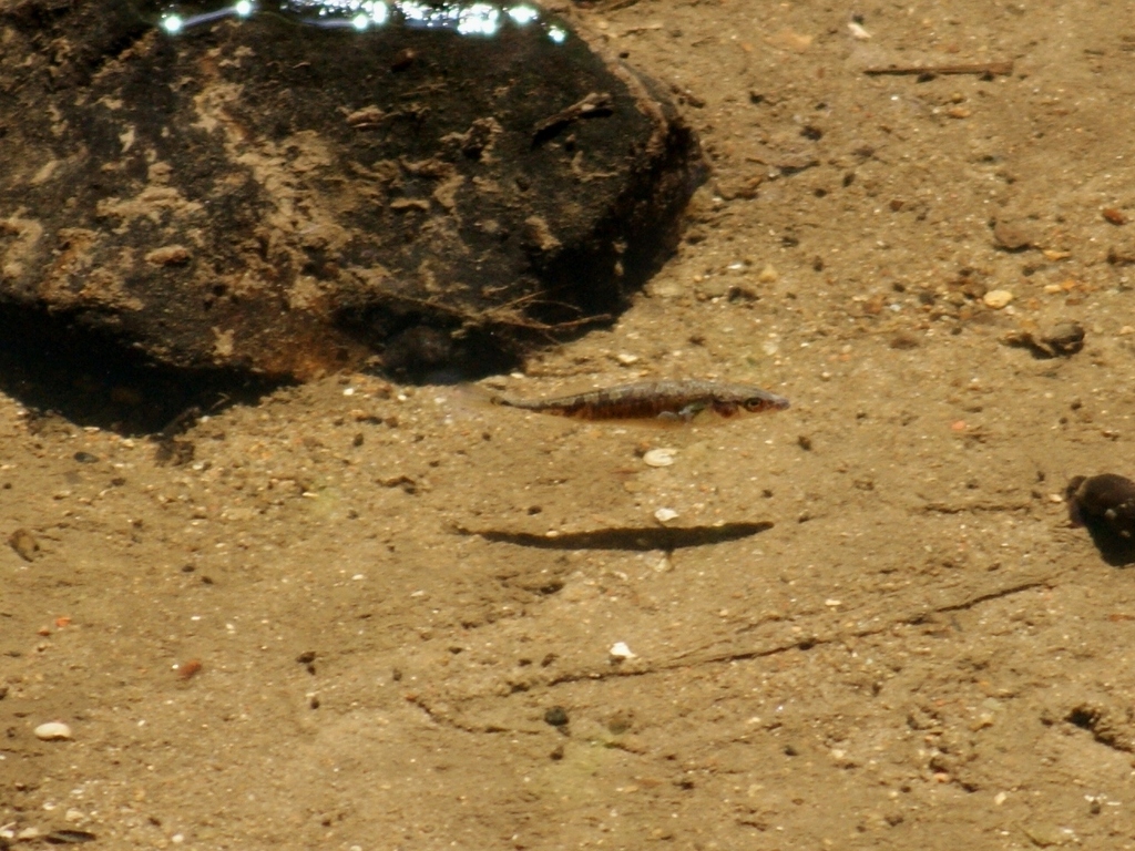 Gasterosteus aculeatus aculeatus (Anadromous threespine stickleback), California species