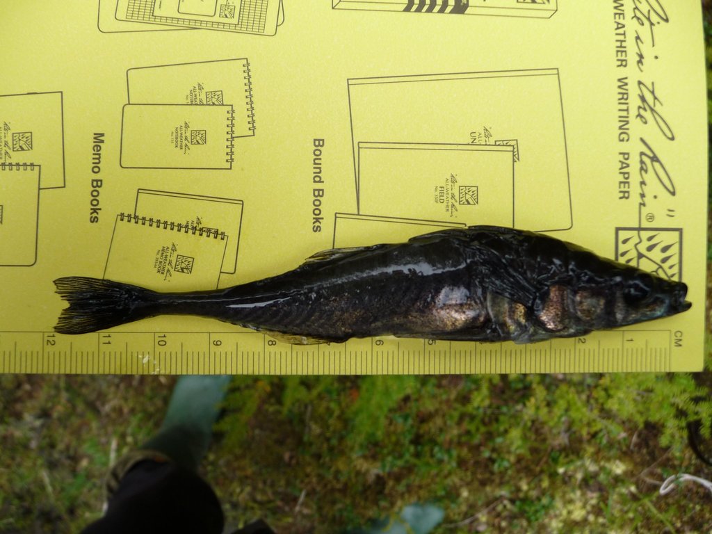 Gasterosteus aculeatus (Threespine stickleback), California species