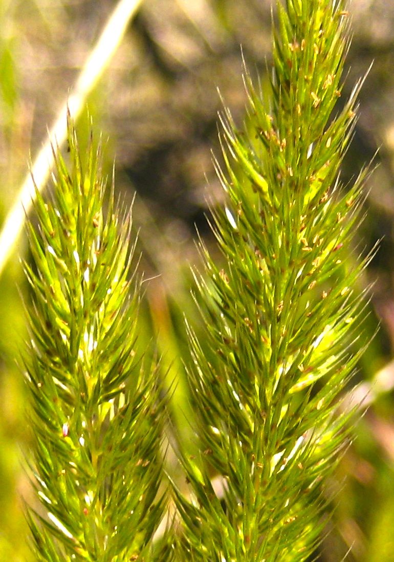 Gastridium phleoides (Nit grass), non-native California grass
