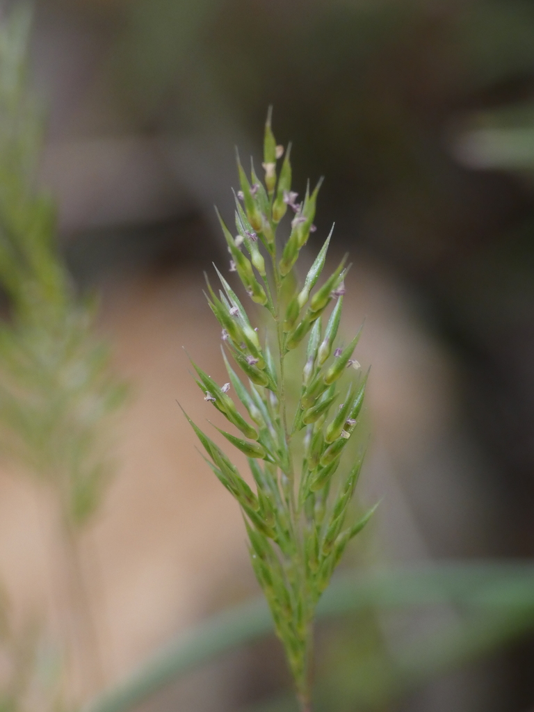 Gastridium sp., non-native California annual