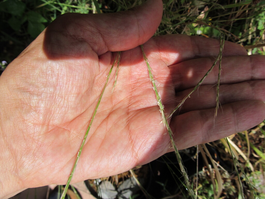 Gaudinia fragilis (Fragile oat), non-native California grass
