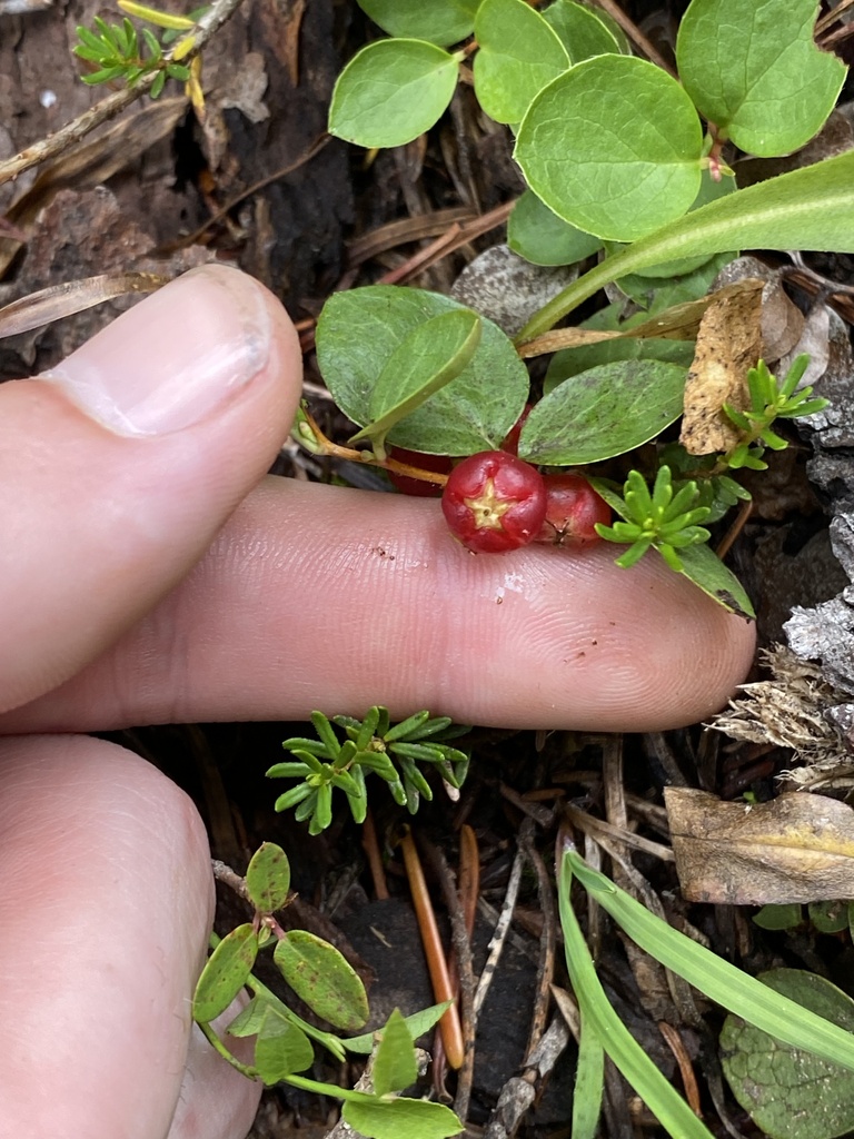 Gaultheria humifusa (Alpine wintergreen), native California shrub