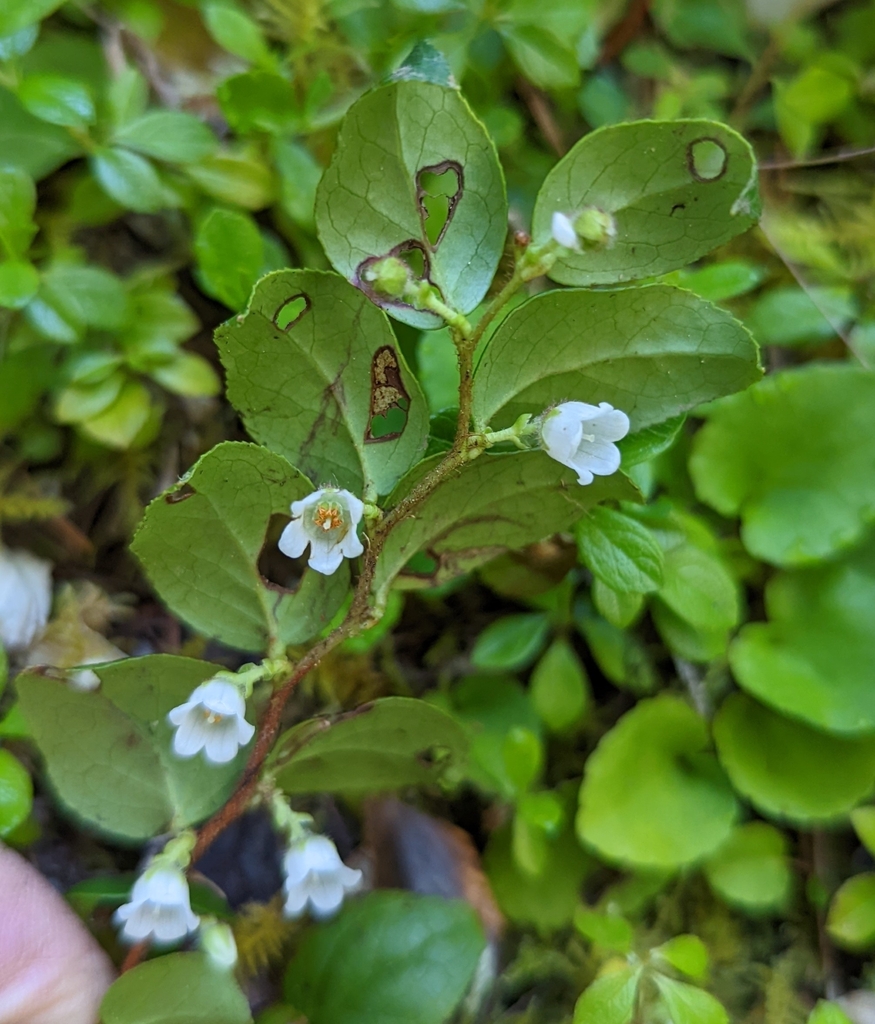 Gaultheria ovatifolia (Slender wintergreen), native California shrub