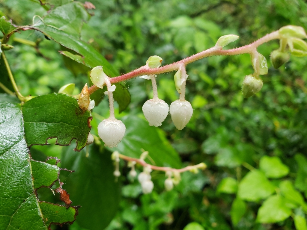 Gaultheria shallon (Salal), native California shrub