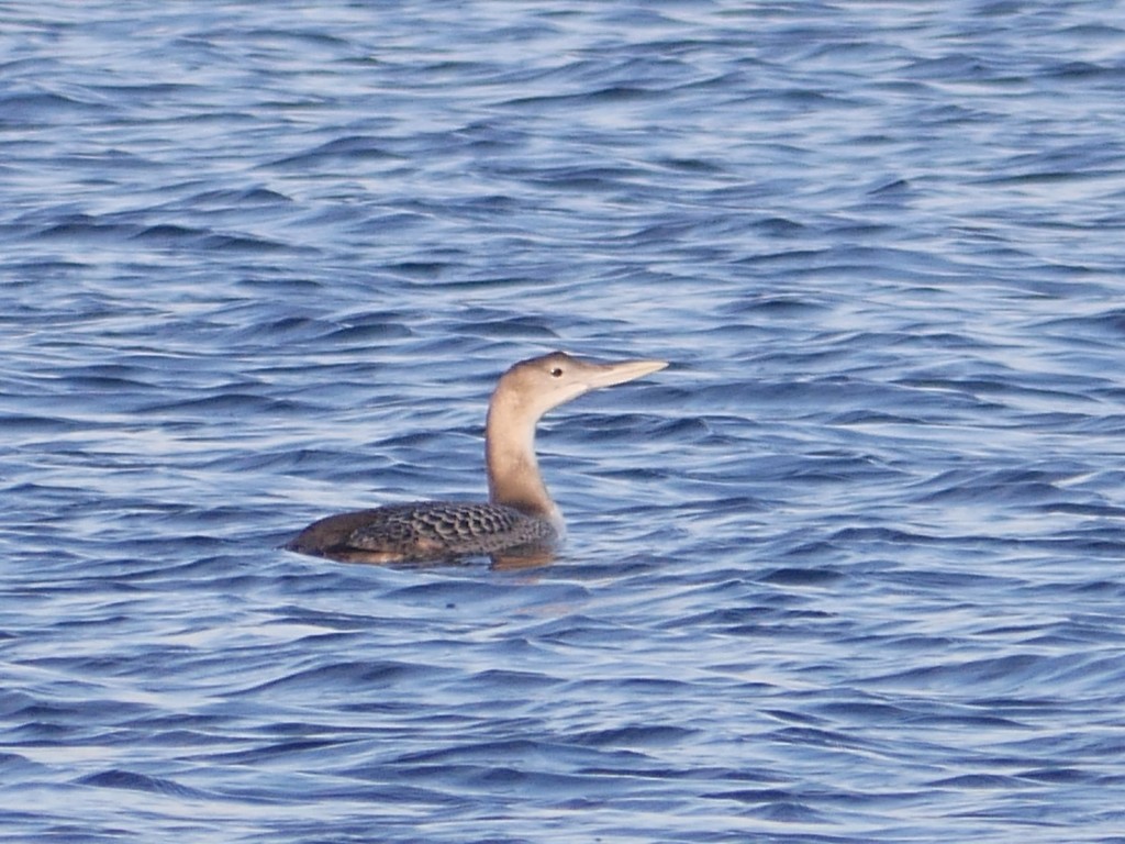 Gavia adamsii (Yellow-billed Loon), California species