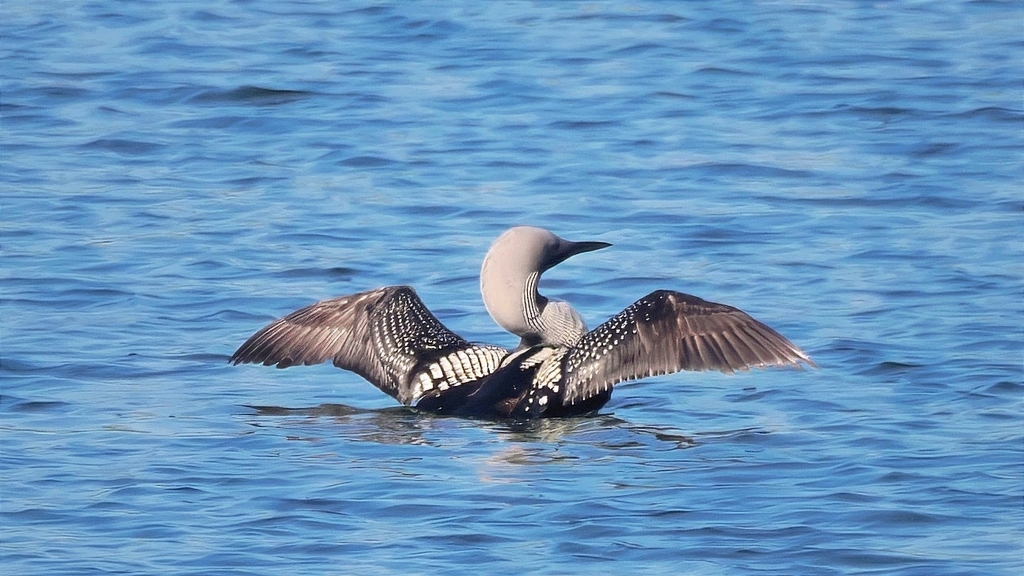 Gavia arctica (Arctic Loon), California species