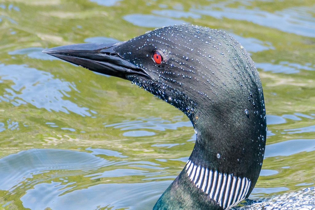 Gavia immer (Common Loon), California species