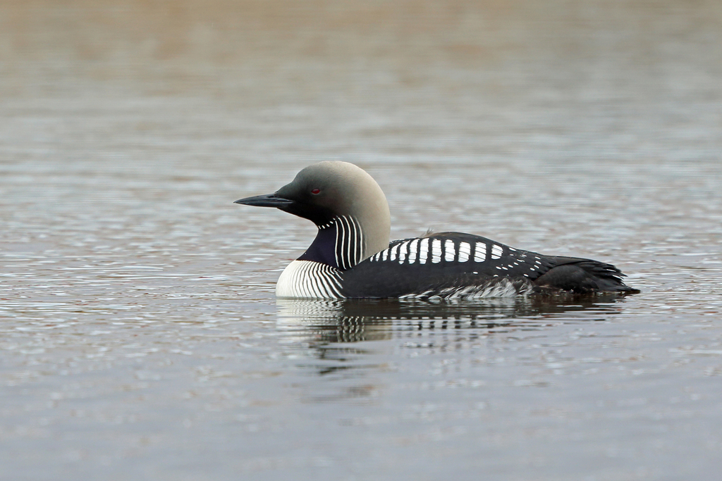 Gavia pacifica (Pacific Loon), California species