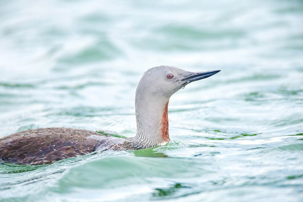 Gavia stellata (Red-throated Loon), California species