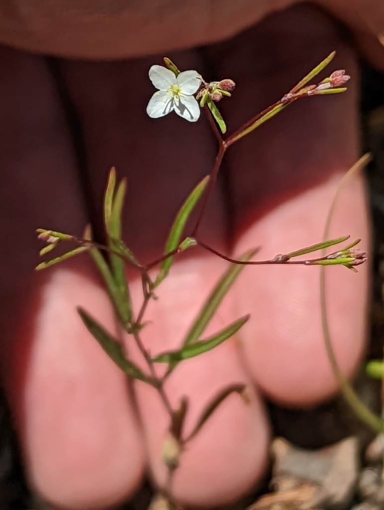 Gayophytum diffusum — parent species of Gayophytum diffusum subsp. parviflorum