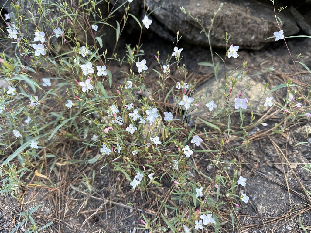 Gayophytum eriospermum (Coville's gayophytum), native California herb