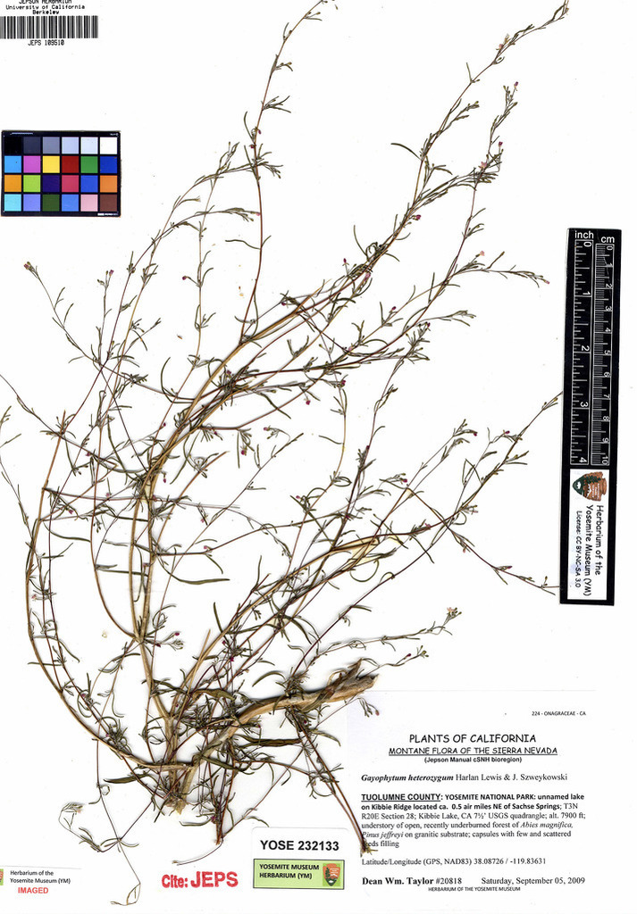 Gayophytum heterozygum (Zig zag gayophytum), native California herb