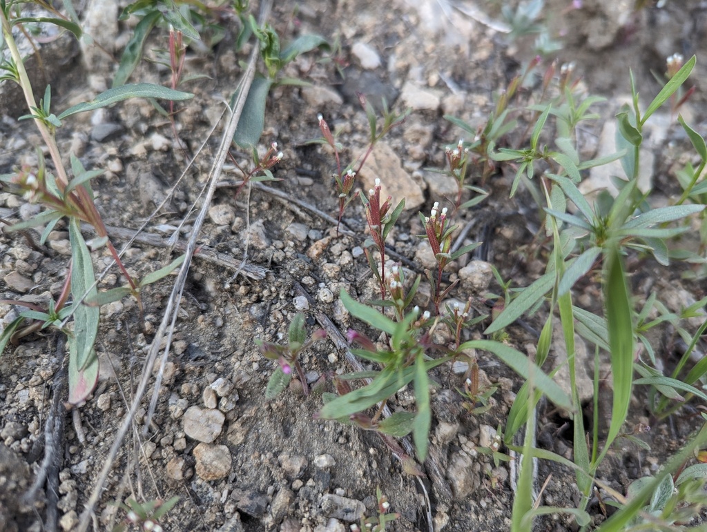 Gayophytum humile (Dwarf groundsmoke), native California herb