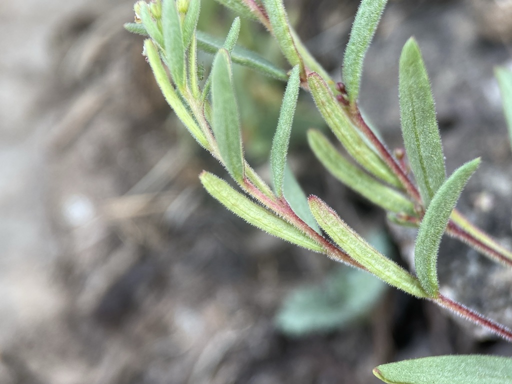 Gayophytum racemosum (Black foot gayophytum), native California herb