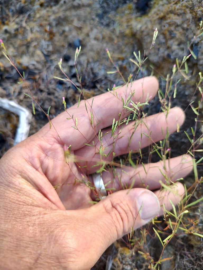 Gayophytum ramosissimum (Pinyon gayophytum), native California herb