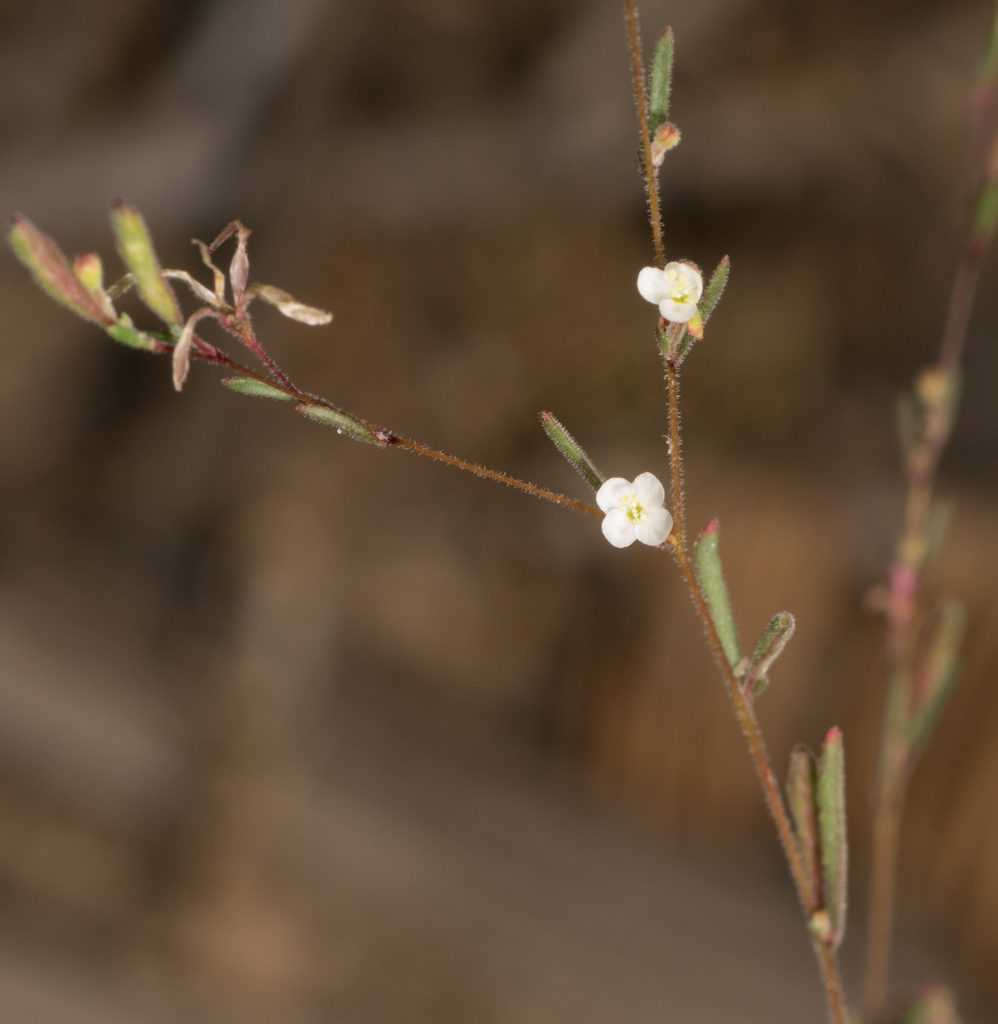 Gayophytum sp., native California annual