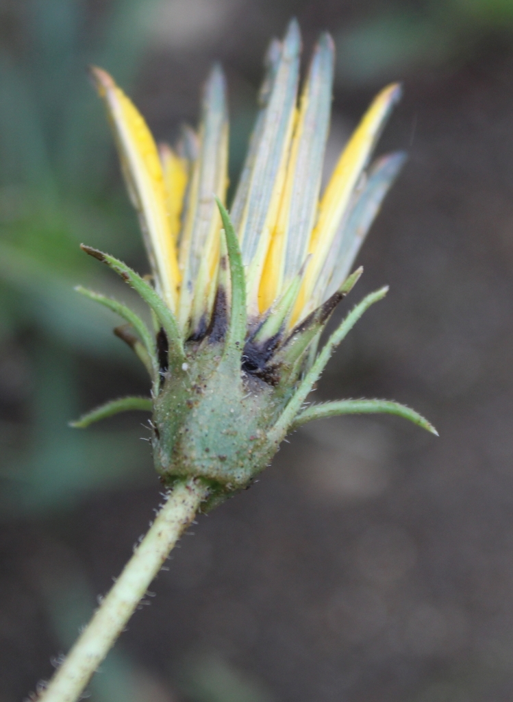 Gazania linearis (Gazania), non-native California herb