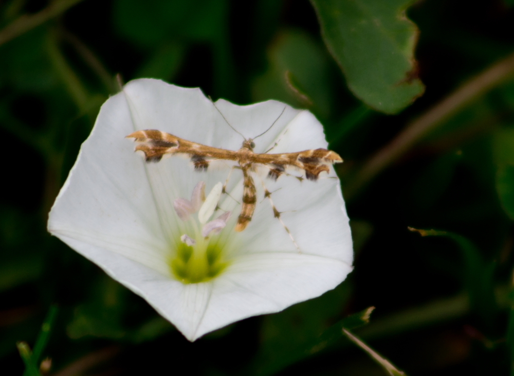 Geina periscelidactylus (Grape Plume Moth), California species