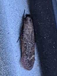 Gelechia desiliens (Desiliens Gelechia), California species