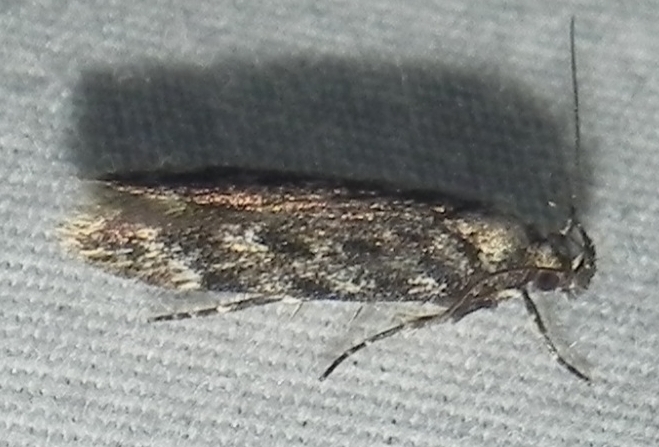 Gelechia versutella, California species