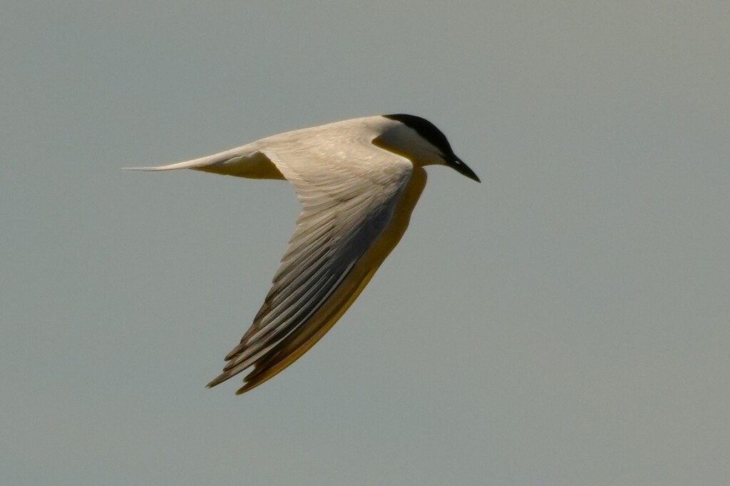 Gelochelidon nilotica (Gull-billed Tern), California species