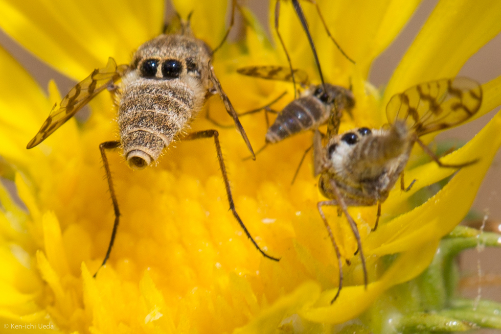 Geminaria canalis, California species