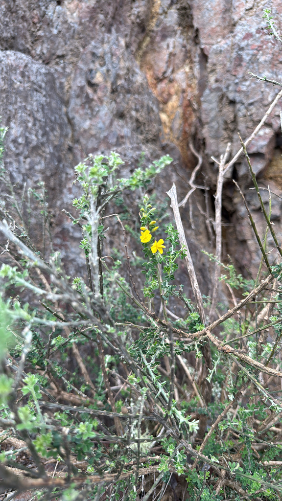 Genista canariensis (Canary broom), non-native California shrub / tree