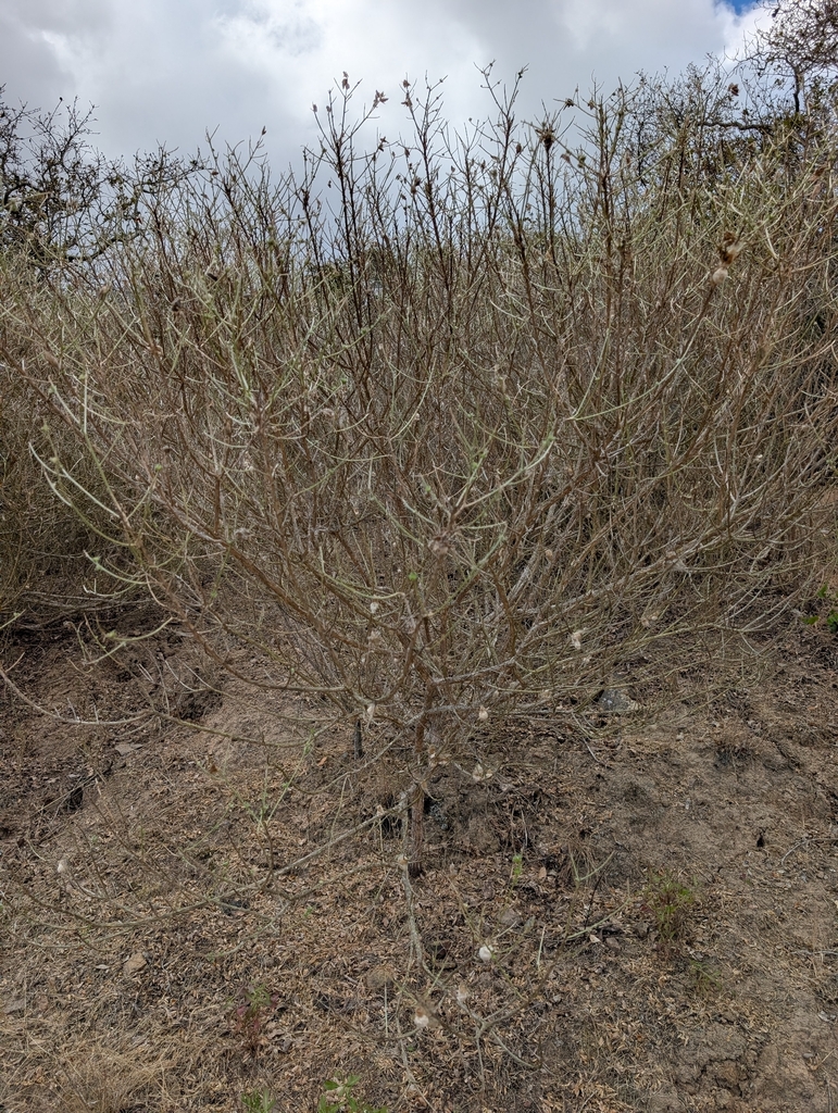 Genista linifolia (Mediterranean broom), non-native California shrub
