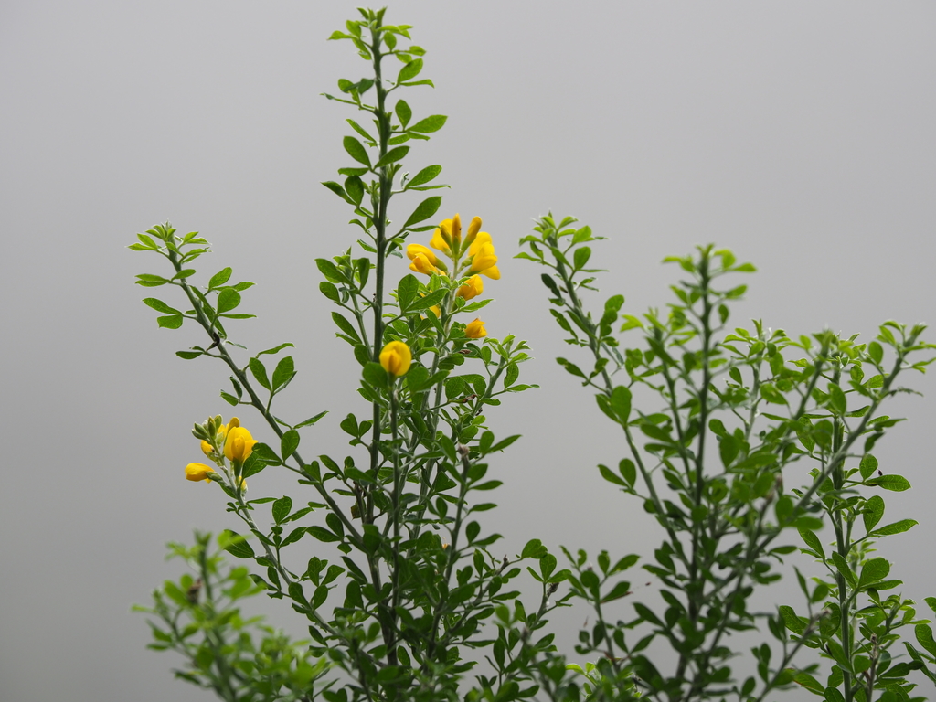 Genista maderensis (Madeira broom), non-native California shrub