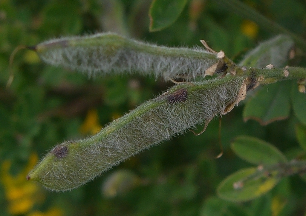 Genista monspessulana (French broom), non-native California shrub