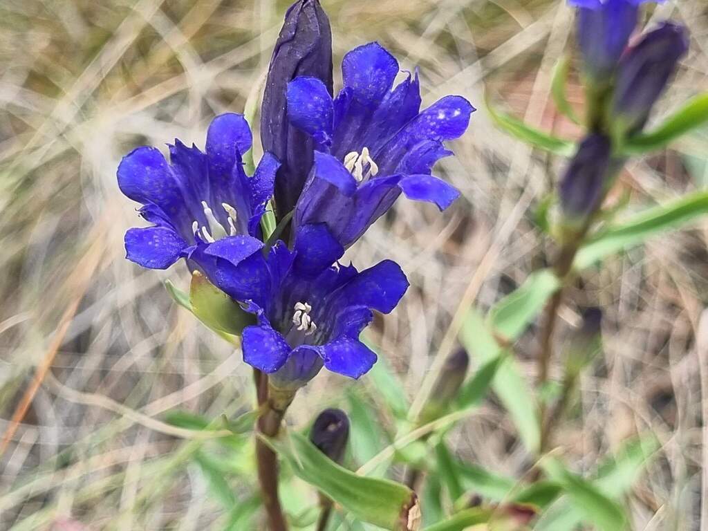 Gentiana affinis var. ovata (Oregon gentian), native California perennial