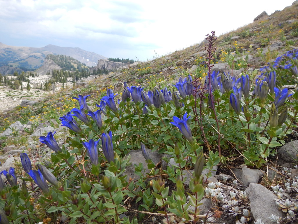 Gentiana calycosa (Explorers' gentian), native California herb