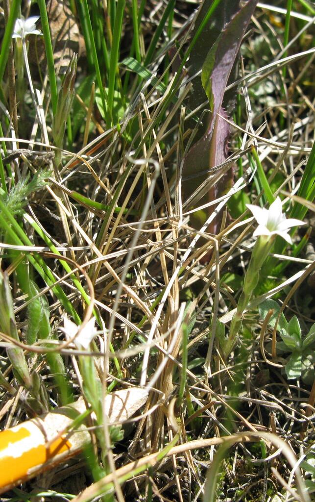 Gentiana fremontii (Fremont's gentian), native California herb