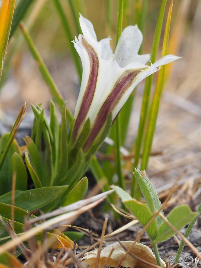 Gentiana newberryi (Alpine gentian), native California herb