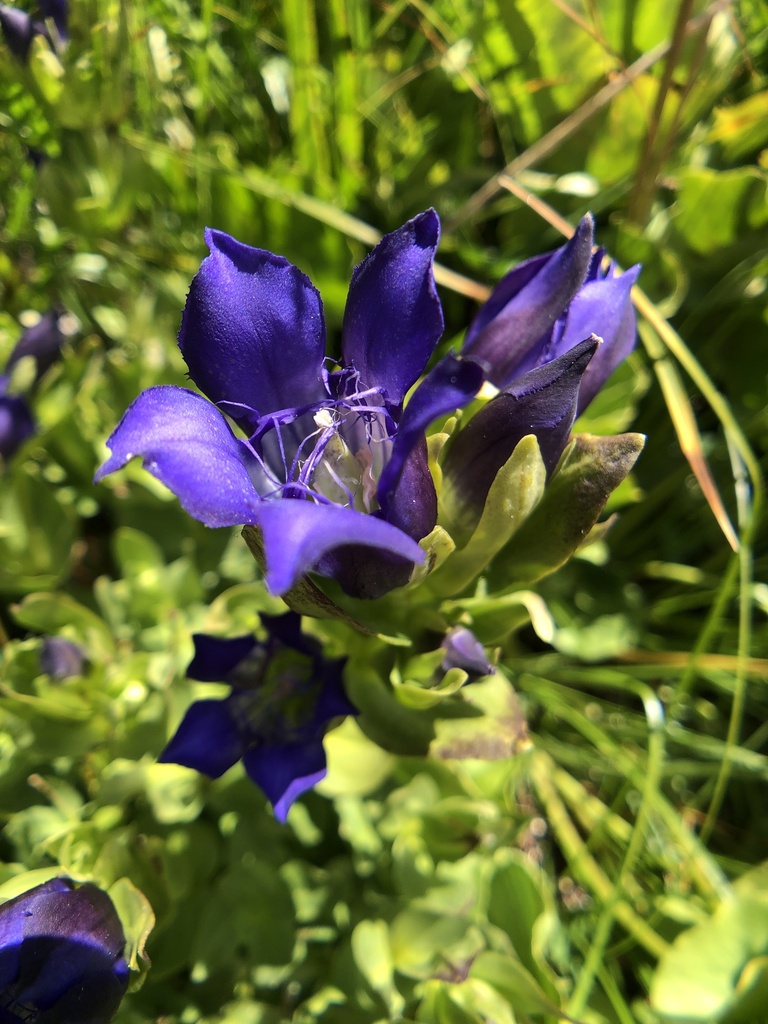 Gentiana plurisetosa (Klamath gentian), native California herb