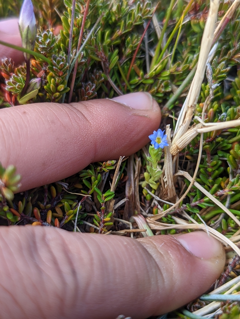 Gentiana prostrata (Pygmy gentian), native California herb