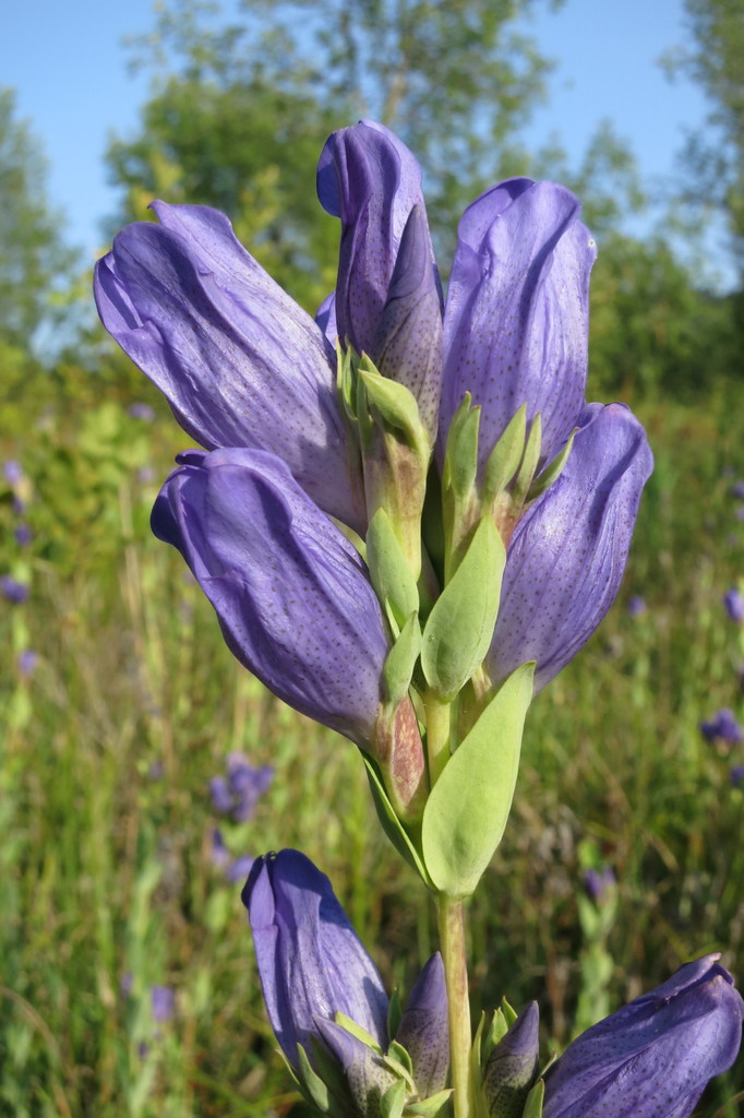 Gentiana sceptrum (King's scepter gentian), native California herb