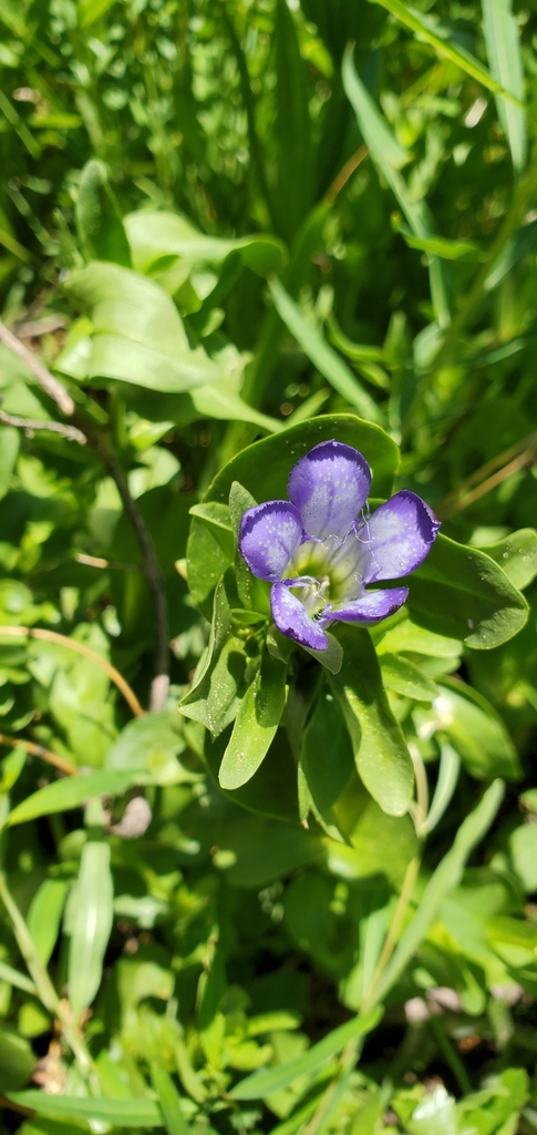 Gentiana setigera (Mendocino gentian), native California herb