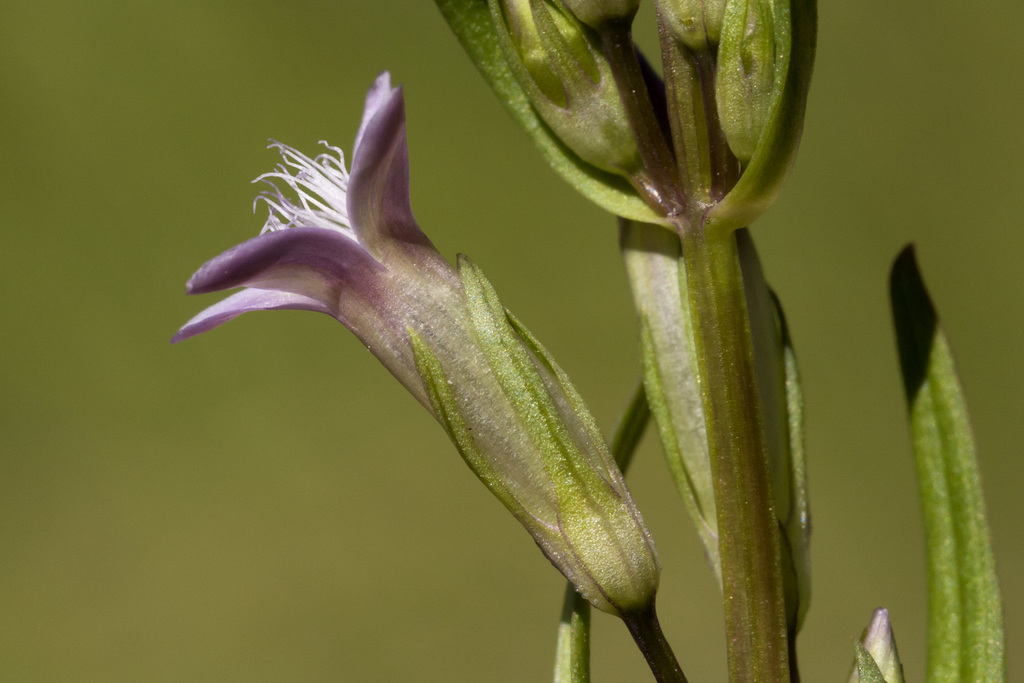 Gentianella amarella subsp. acuta (Northern gentian), native California herb