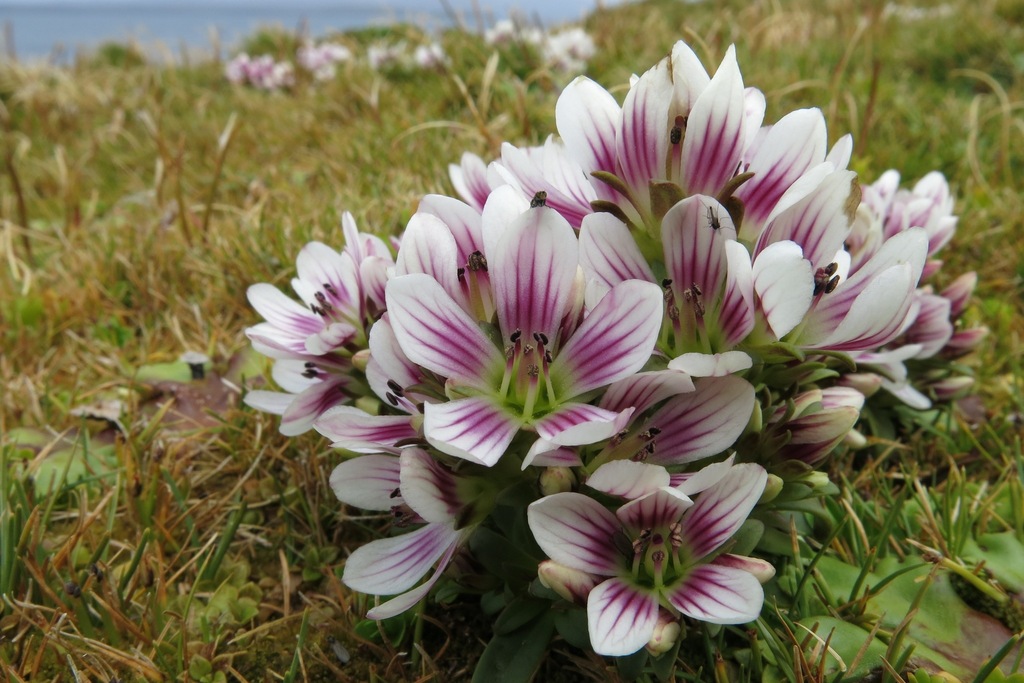 Gentianella sp., native California annual