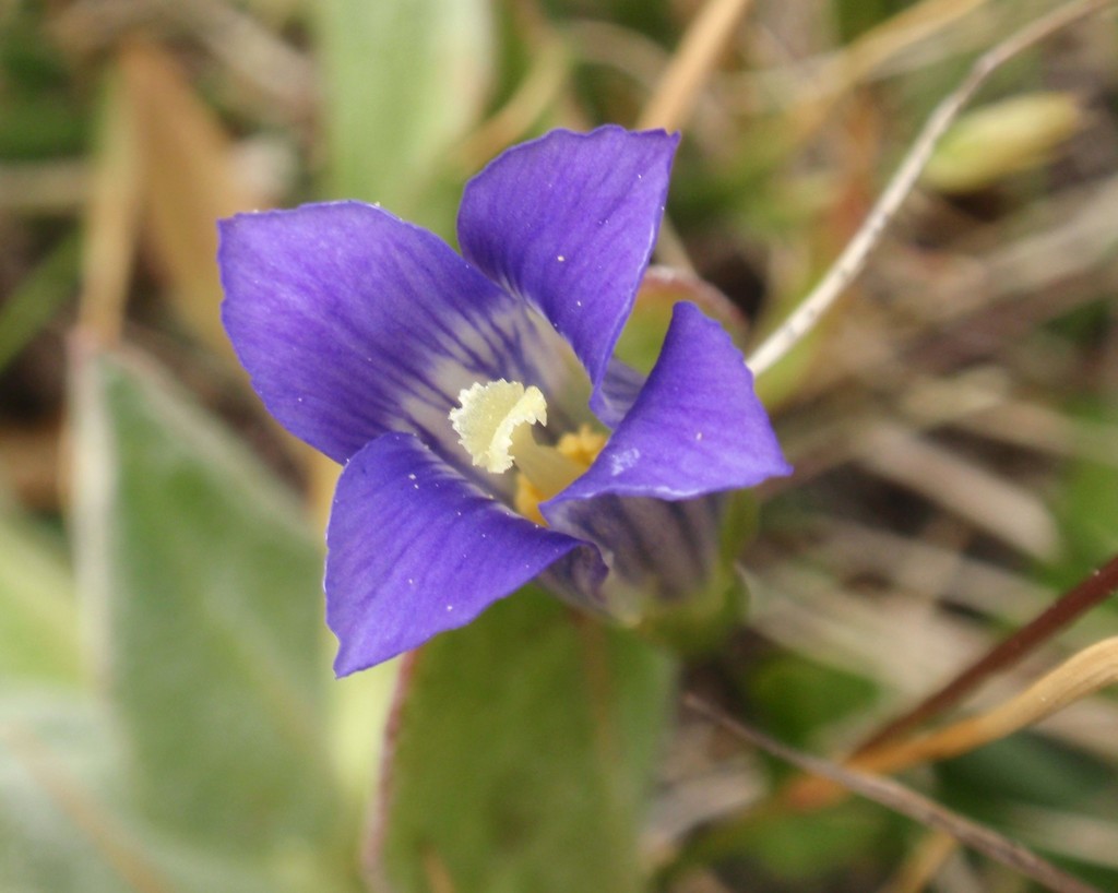 Gentianopsis holopetala (Sierra gentian), native California herb