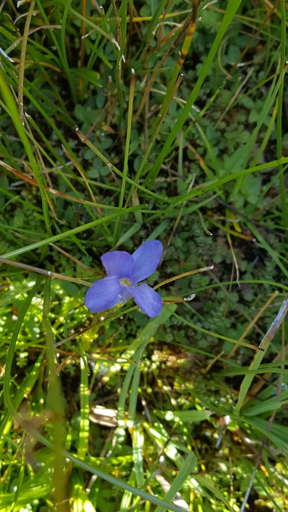 Gentianopsis simplex (Hikers' gentian), native California herb