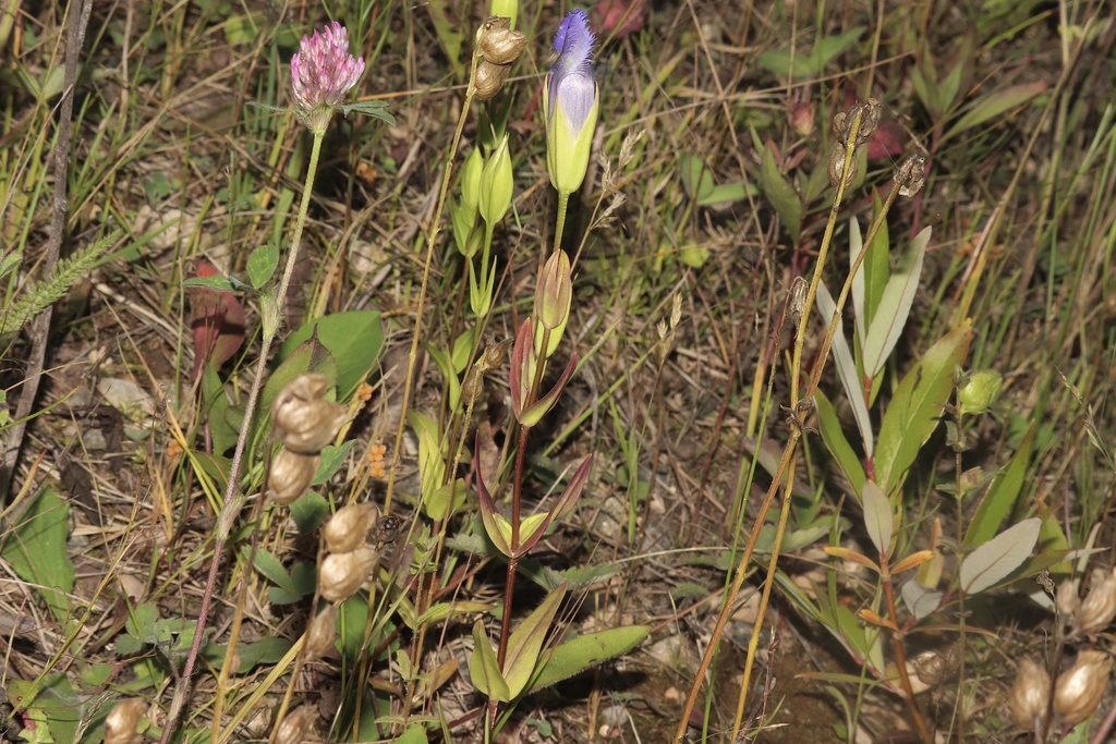Gentianopsis sp. (Fringed gentian), native California perennial