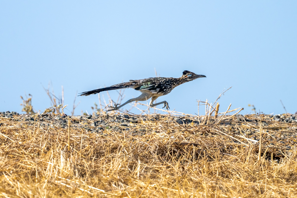 Geococcyx californianus (Greater Roadrunner), California species