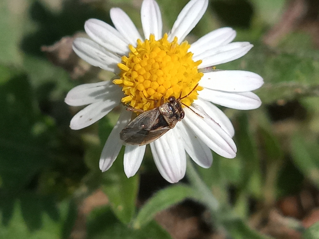 Geocoris pallens (Western Big-eyed Bug), California species