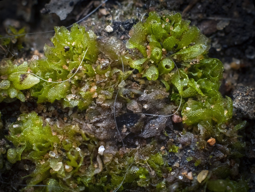 Geothallus tuberosus (Campbell's liverwort), California species