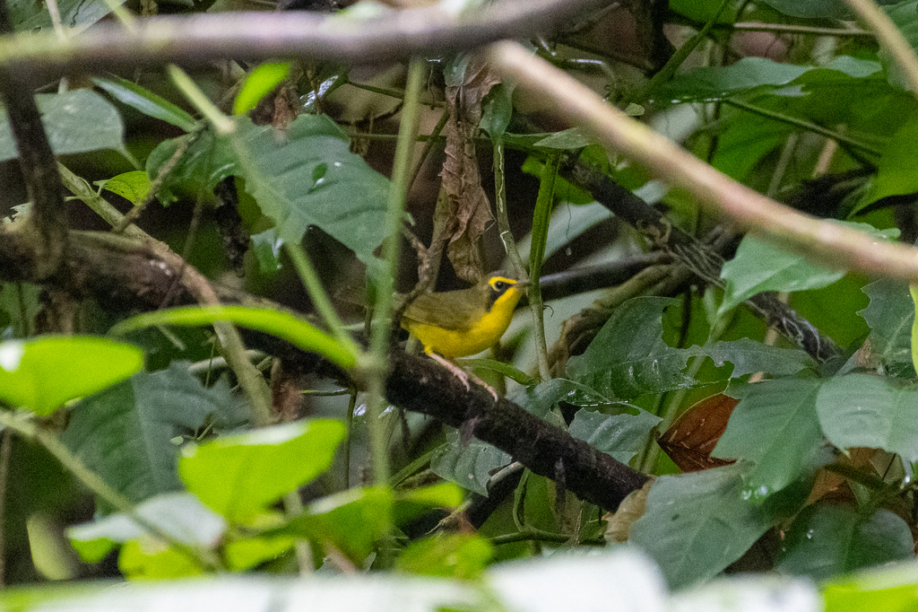 Geothlypis formosa (Kentucky Warbler), California species