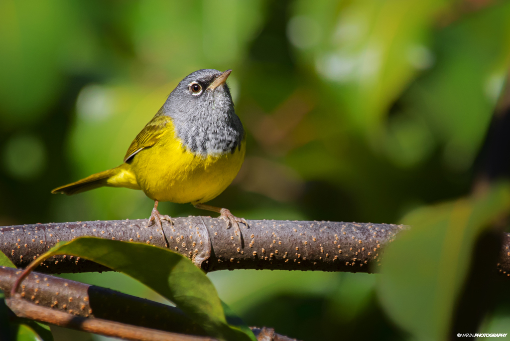 Geothlypis tolmiei (MacGillivray's Warbler), California species