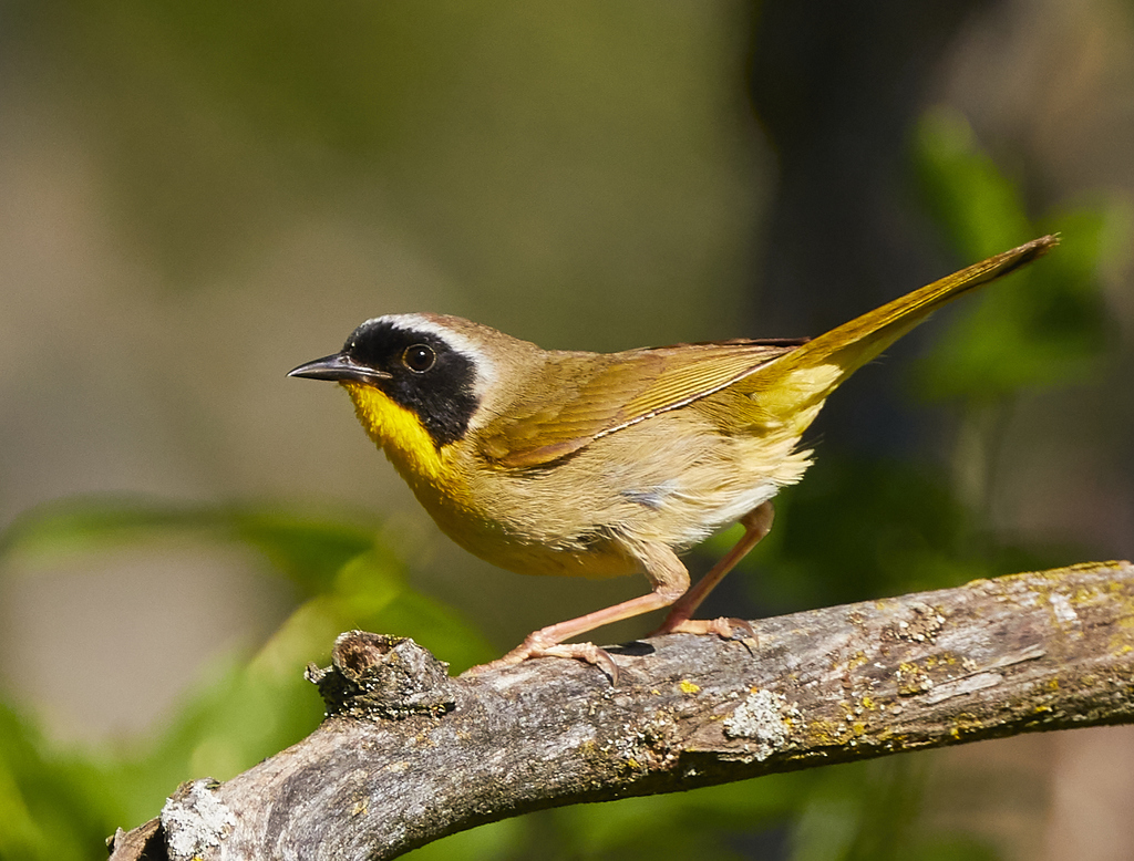 Geothlypis trichas (Common Yellowthroat), California species